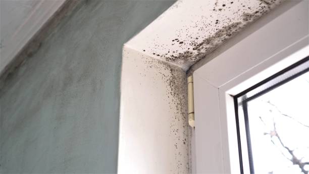 Best Toxic Mold Removal  in Menasha, WI