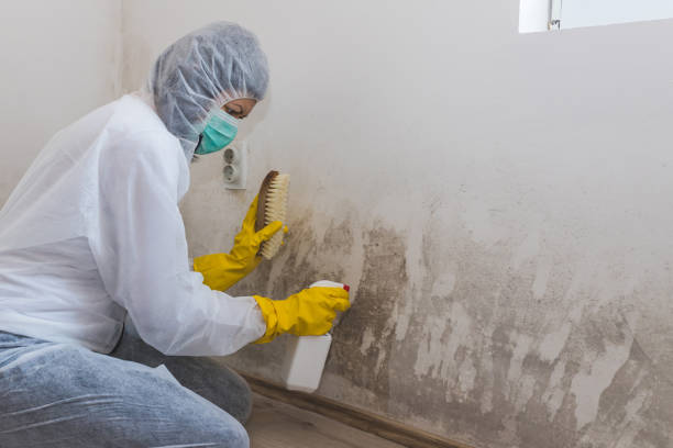 Best Fast Mold Removal  in Menasha, WI