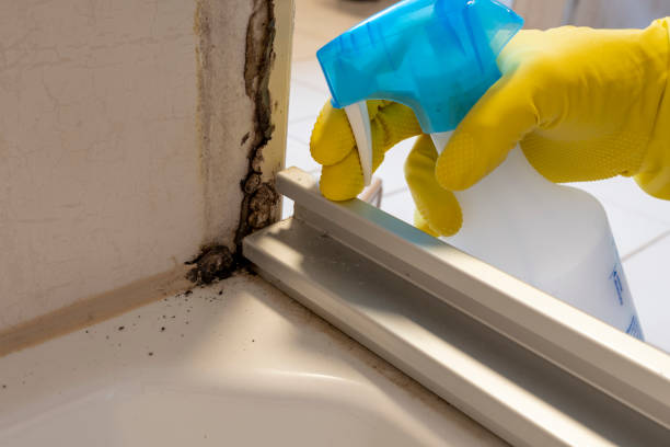 Best Commercial Mold Removal  in Menasha, WI
