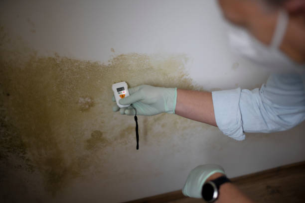 Best Mold Removal Company Near Me  in Menasha, WI