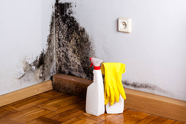 Mold Testing and Removal in Menasha, WI