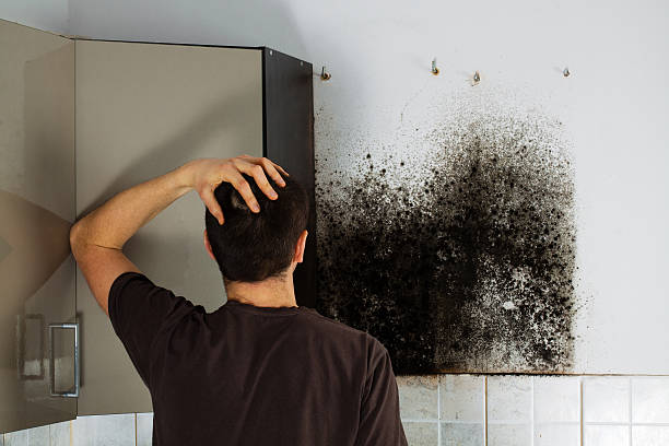 Best Mold Damage Repair  in Menasha, WI