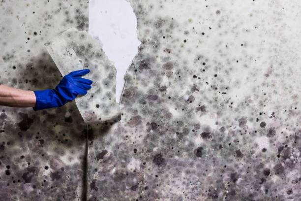 Best Certified Mold Removal  in Menasha, WI