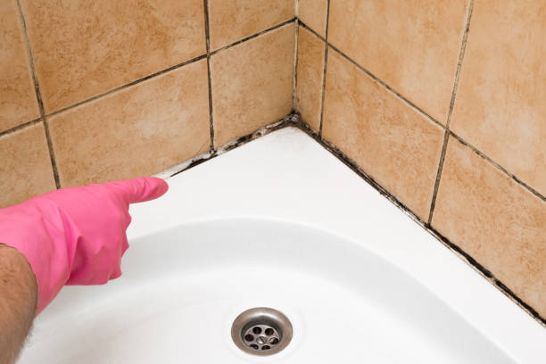 Best Black Mold Removal  in Menasha, WI